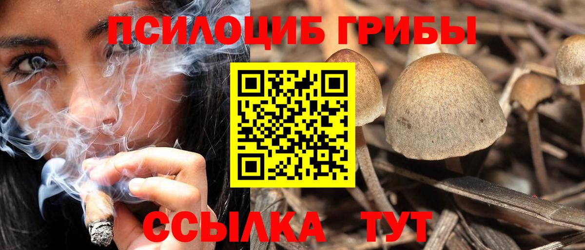 Гай  Псилоцибиновые грибы ЛСД  Вход с VPN  хочу наркоту  Галлюциногенные грибы Psilocybine cubensis 